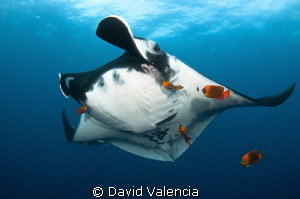 A giant pacific manta stops at a cleaning station. The br... by David Valencia 